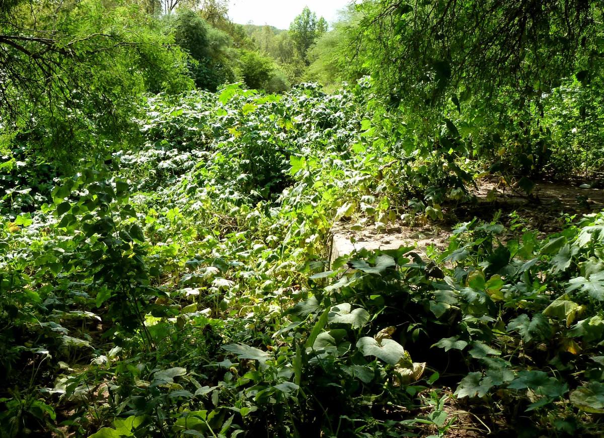 Cucurbita argyrosperma image