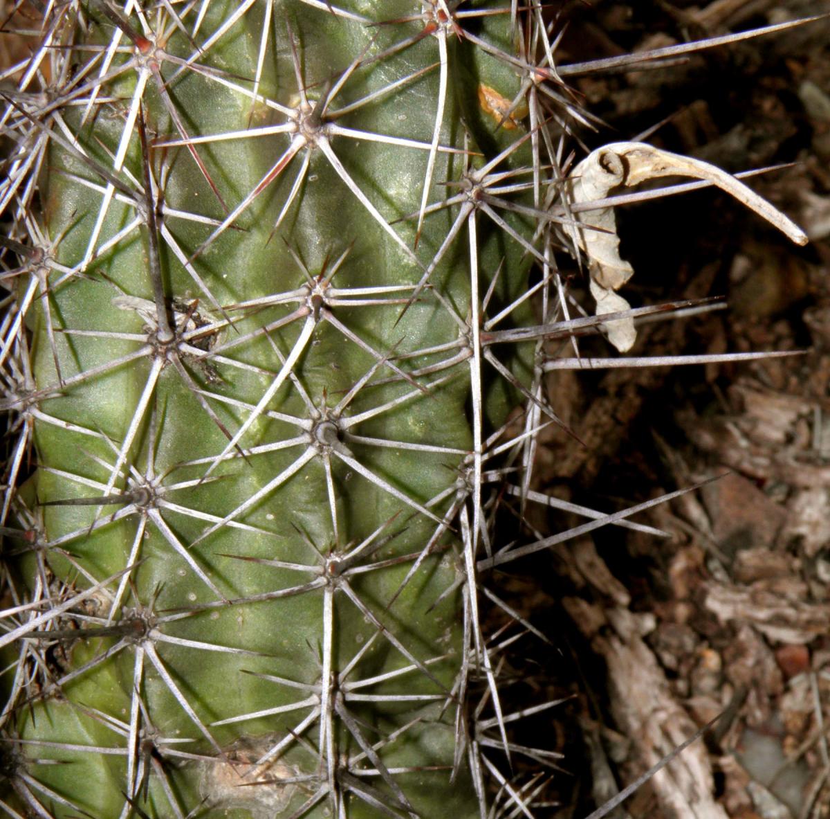 Echinocereus fendleri var. rectispinus image