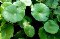 Hydrocotyle umbellata image