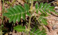 Kallstroemia grandiflora image