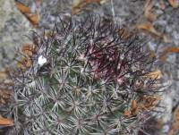 Mammillaria grahamii subsp. sheldonii image