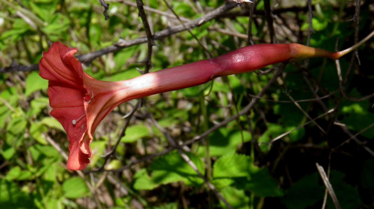 Operculina pteripes image