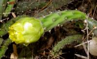 Opuntia pubescens image