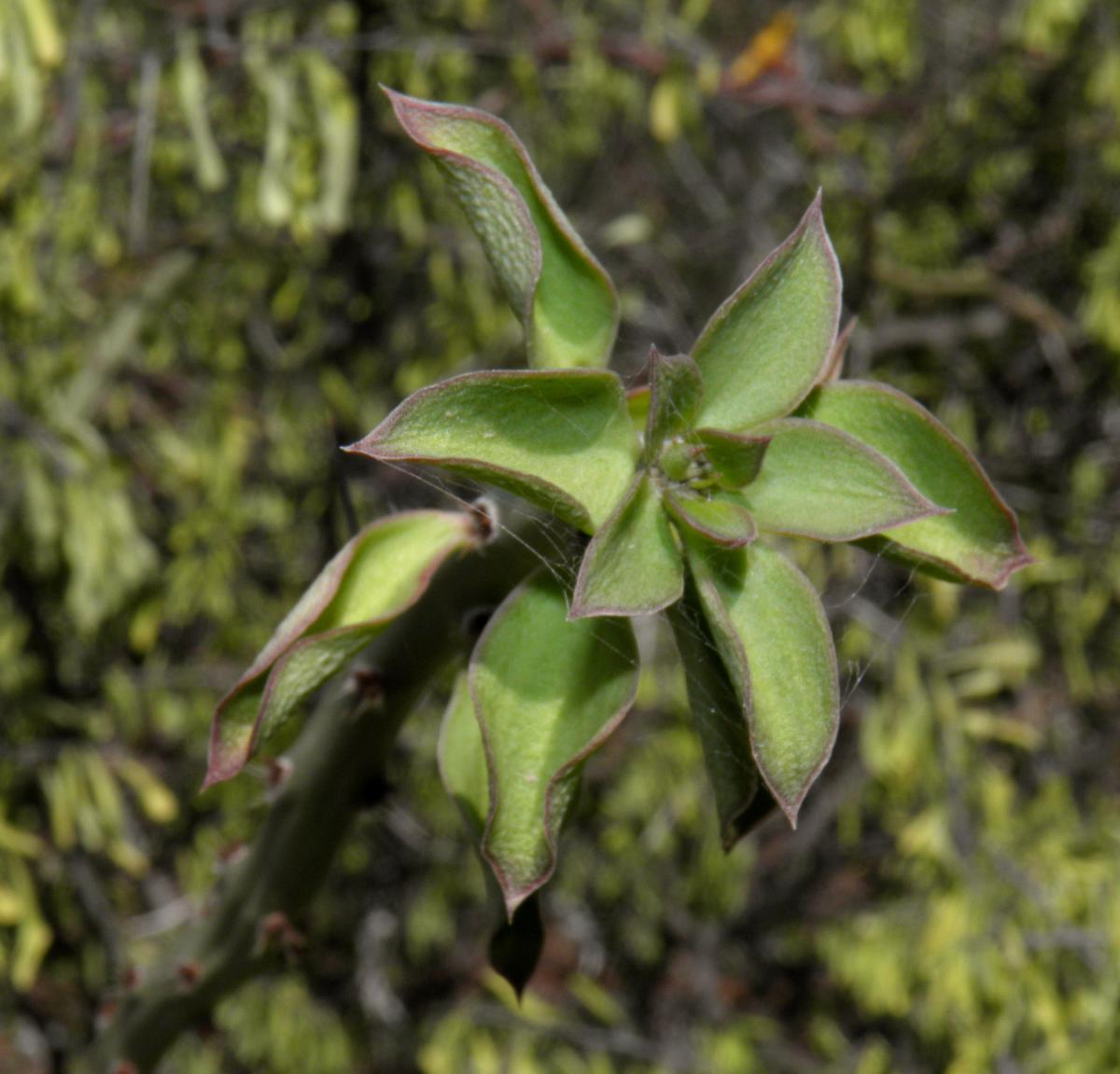 Pereskiopsis porteri image