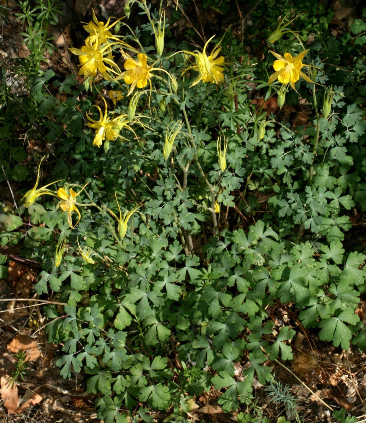 Aquilegia chrysantha var. chrysantha image