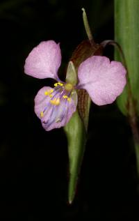 Commelina dianthifolia image