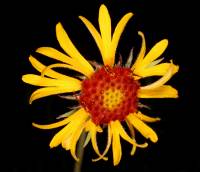 Gaillardia pinnatifida image