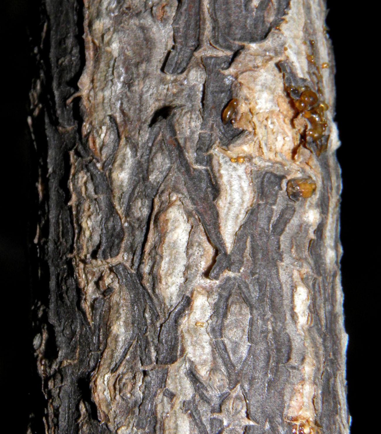 Ibervillea fusiformis image