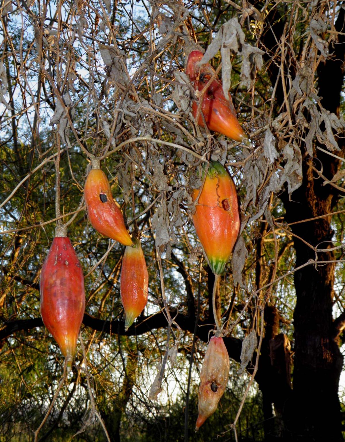 Ibervillea fusiformis image