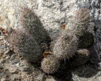 Image of Mammillaria mazatlanensis