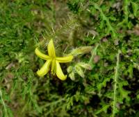 Solanum lumholtzianum image