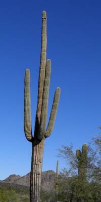 Carnegiea gigantea image