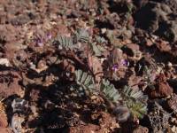 Dalea mollis image