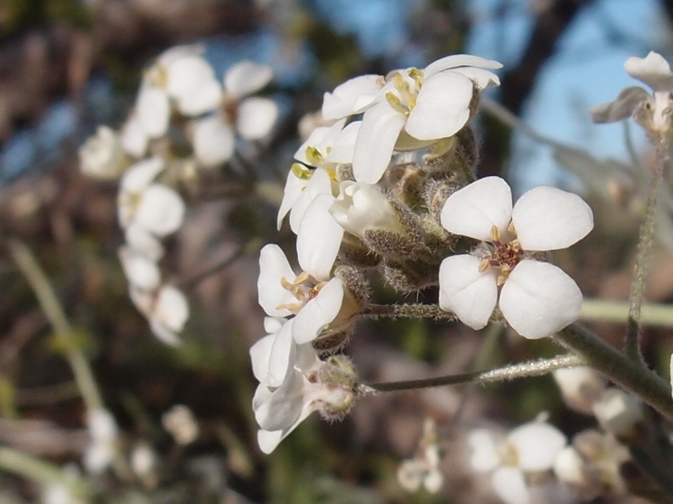 Dimorphocarpa pinnatifida image