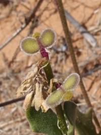 Dithyrea californica image