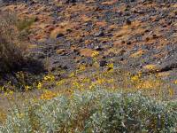 Encelia farinosa image