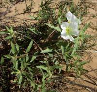 Oenothera deltoides image