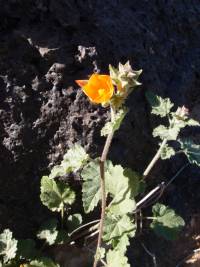 Sphaeralcea coulteri image