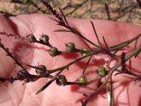 Stillingia linearifolia image