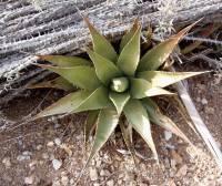 Agave simplex image