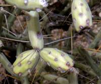 Cylindropuntia arbuscula image