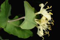 Image of Lonicera albiflora