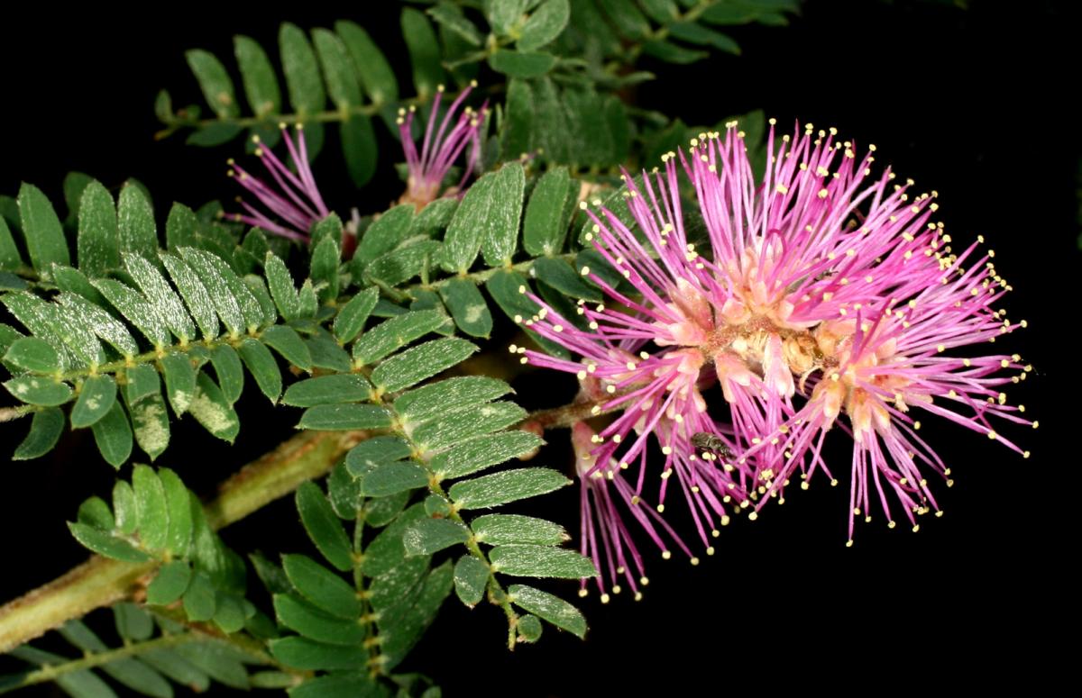 Mimosa grahamii var. grahamii image