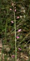 Pennellia longifolia image