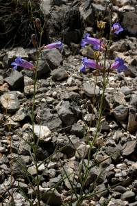 Penstemon dasyphyllus image