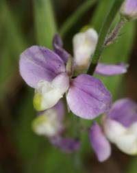 Hebecarpa obscura image