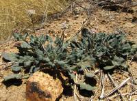 Eriogonum abertianum image