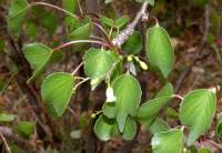 Jatropha cardiophylla image