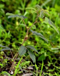 Passiflora quercetorum image