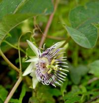 Passiflora quercetorum image