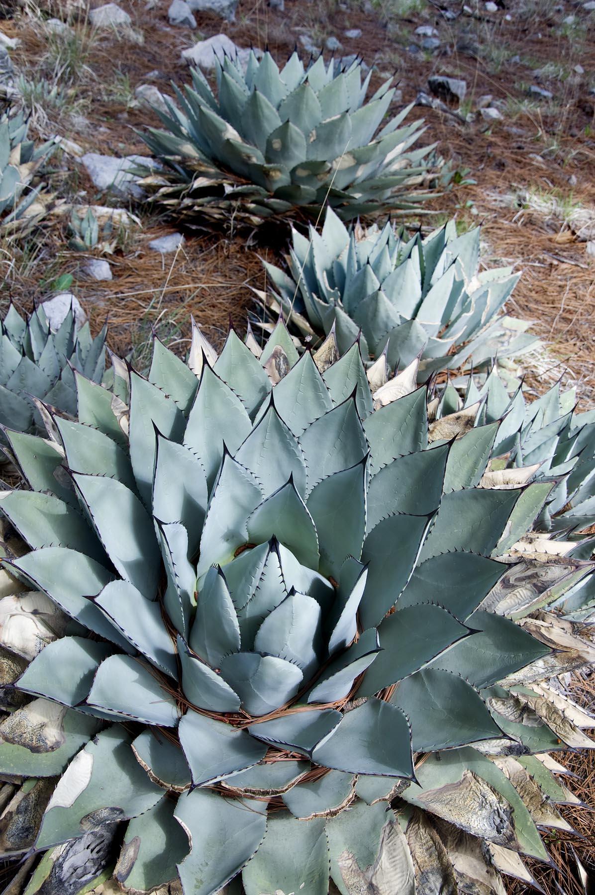 Agave parryi var. huachucensis image