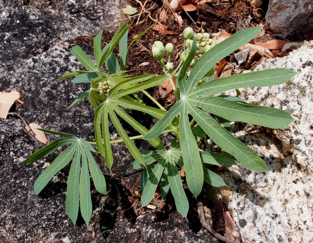 Manihot rubricaulis subsp. isoloba image