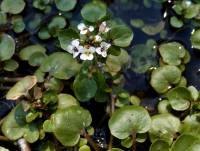 Nasturtium officinale image