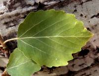 Populus monticola image