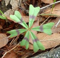 Oxalis decaphylla image