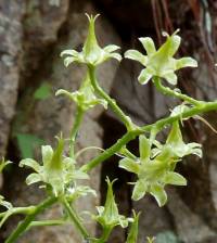 Zigadenus virescens image