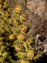 Ambrosia ilicifolia image