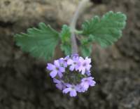 Glandularia malpaisana image