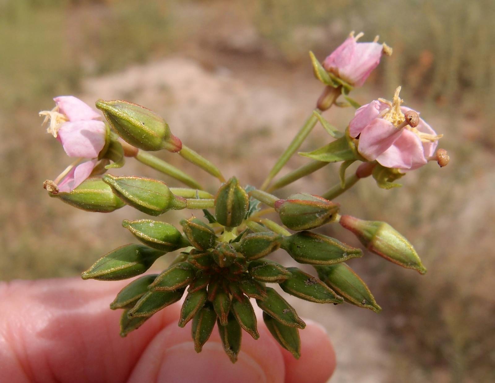 Chylismia claviformis subsp. peeblesii image