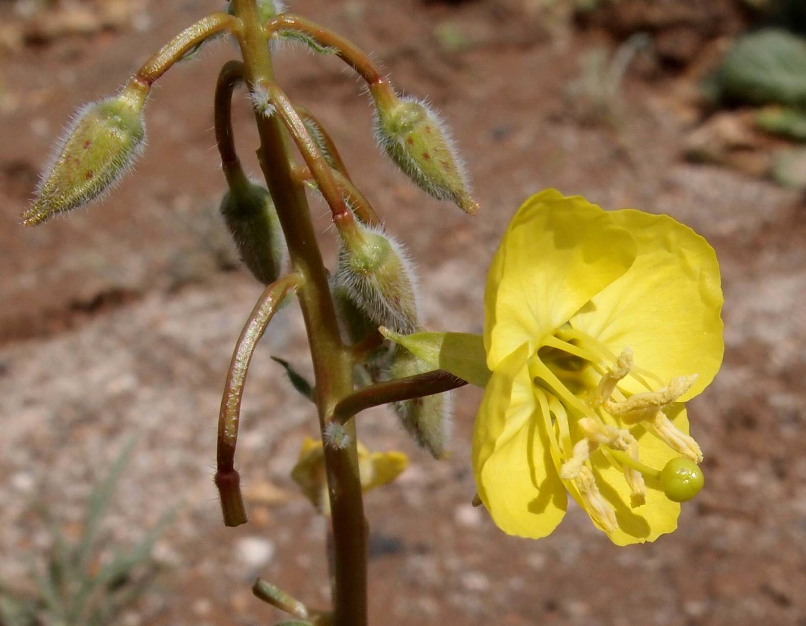 Chylismia claviformis var. rubescens image