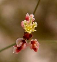 Eriogonum thomasii image