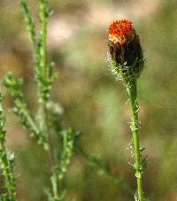 Adenophyllum porophyllum var. cancellatum image