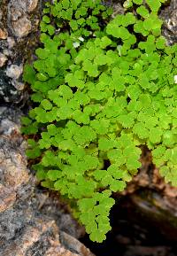 Adiantum poiretii image