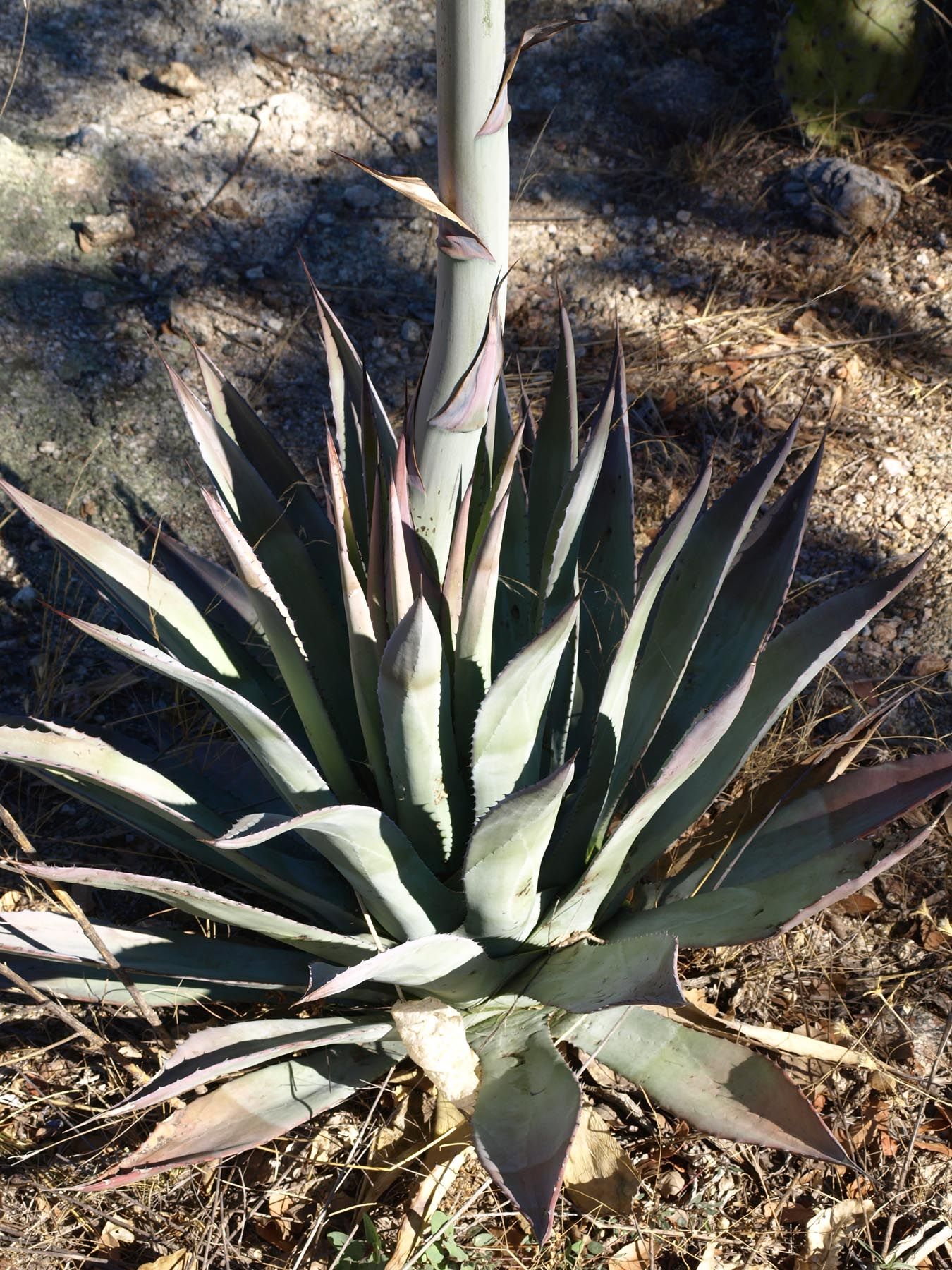 Agave shrevei image