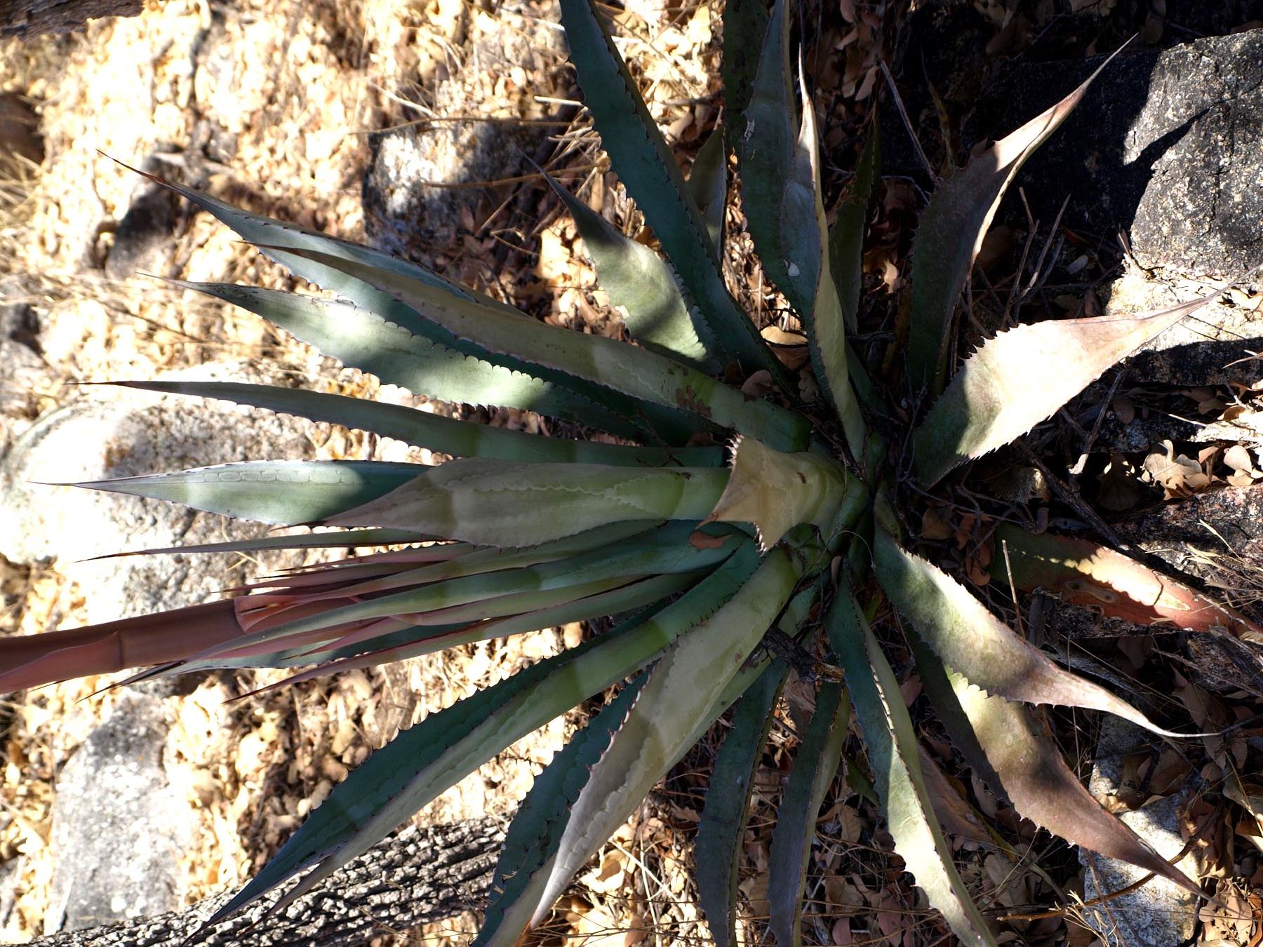 Agave shrevei image