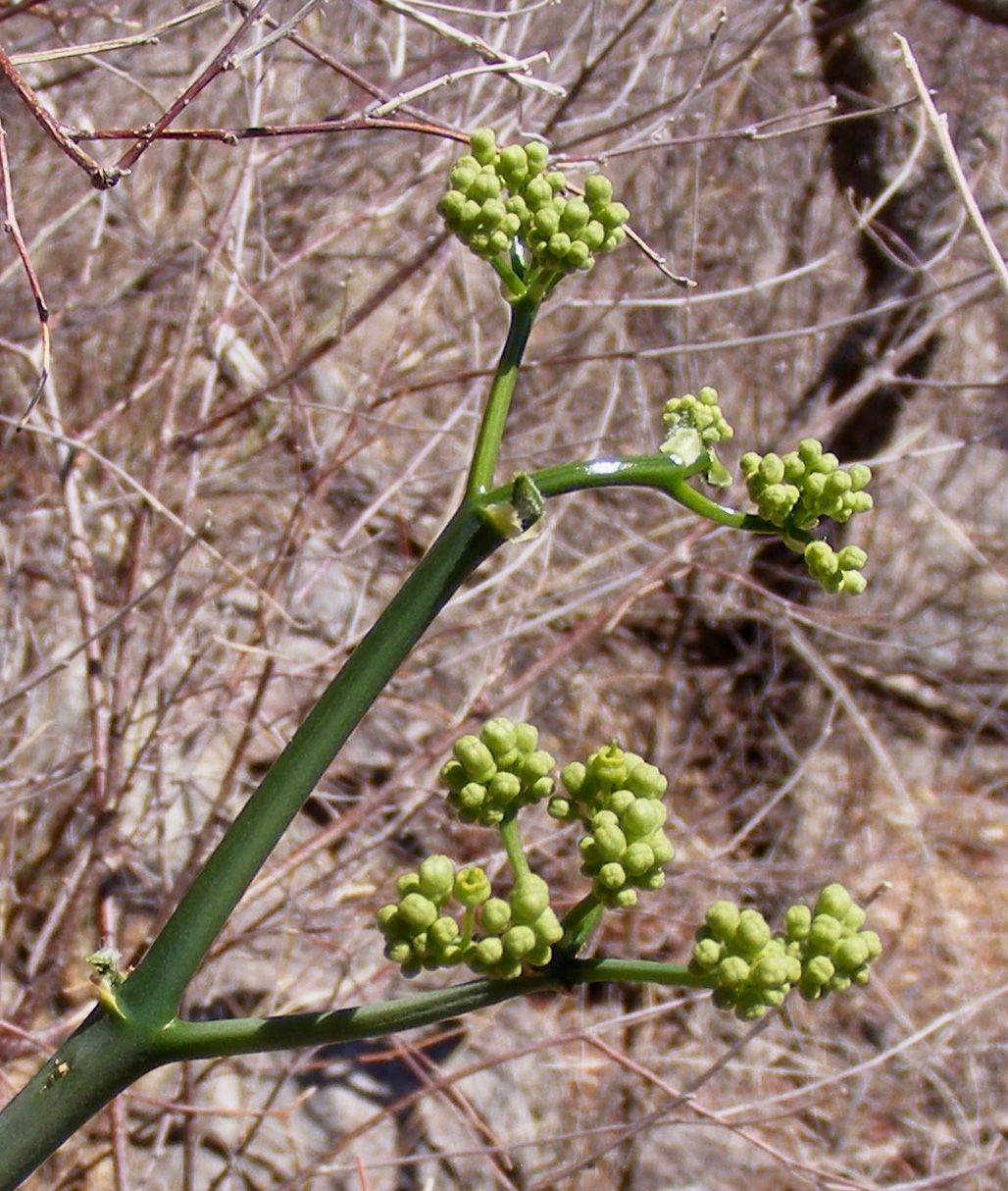 Cissus tiliacea image